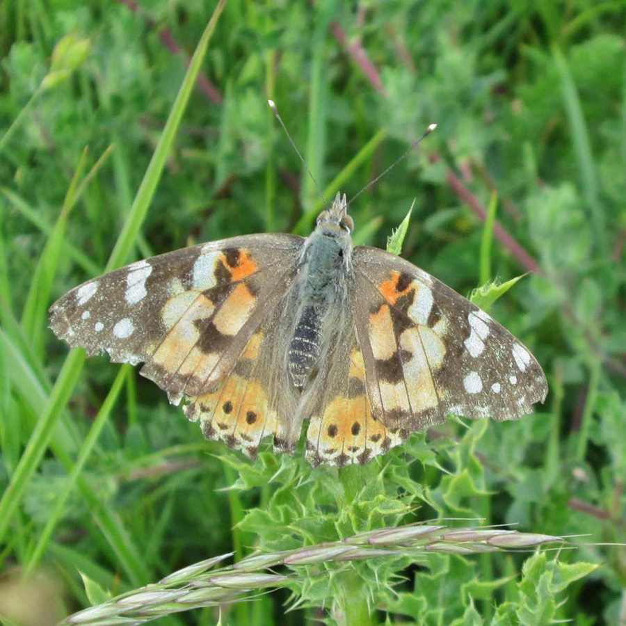 Painted Lady